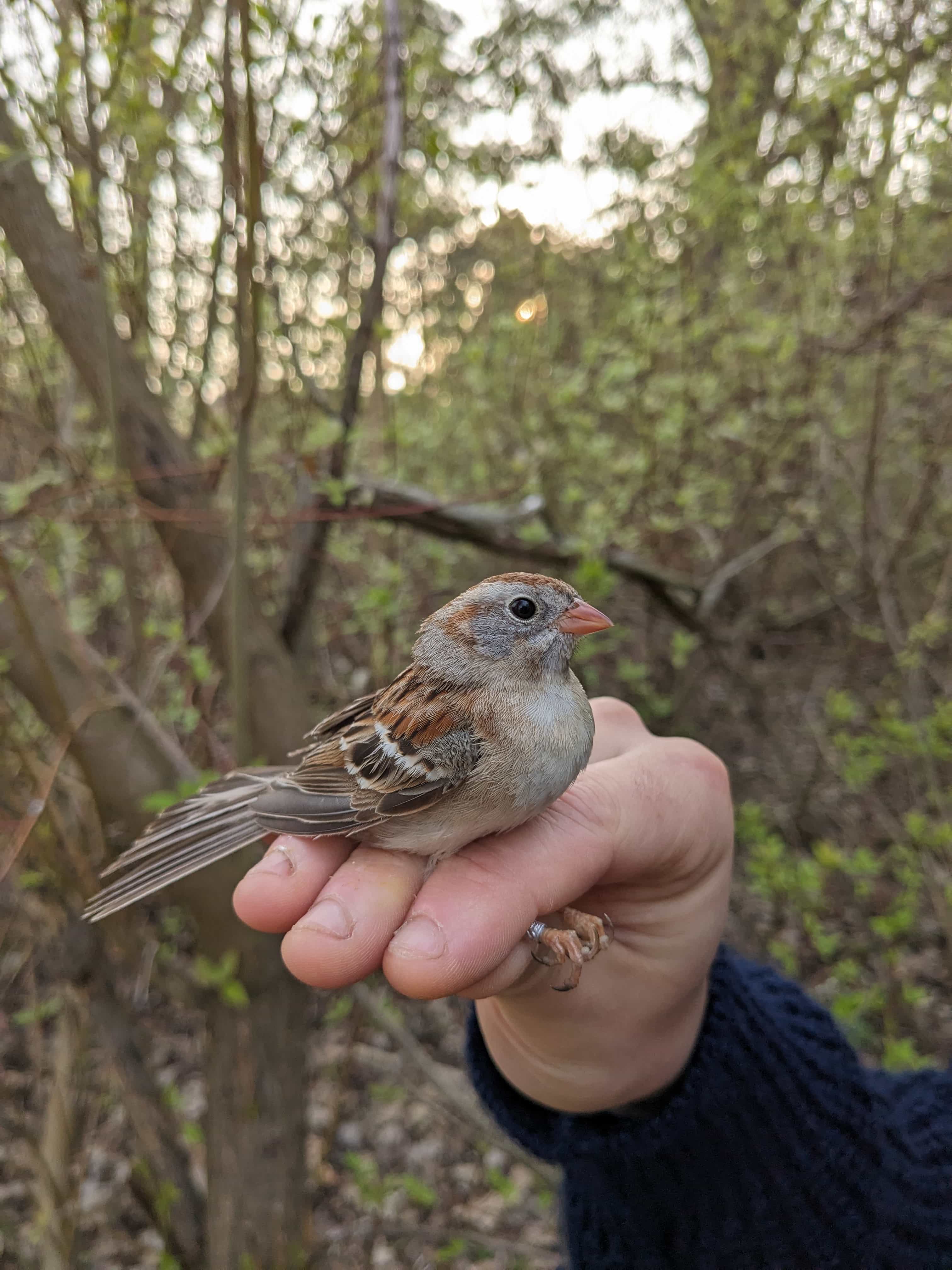 Field Sparrow